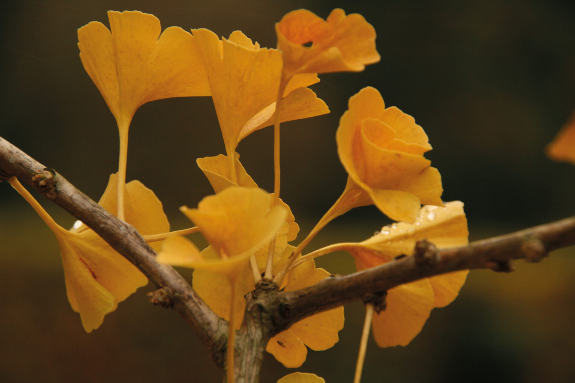 Ginkgo Garten Flensburger Friedhöfe