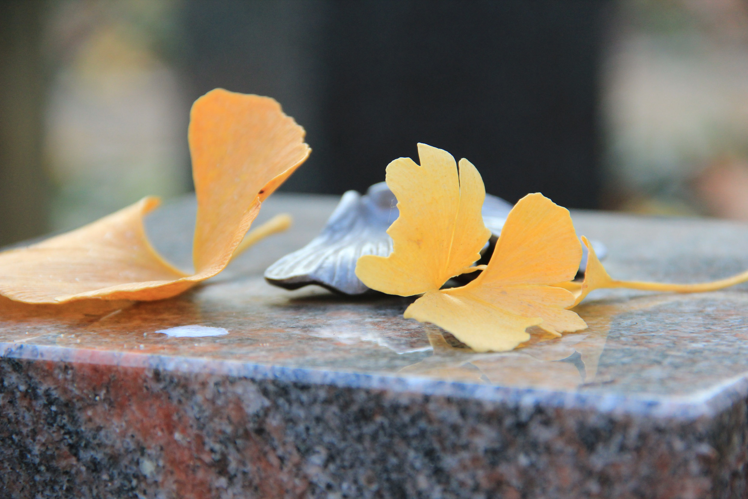 Ginkgo Garten Flensburger Friedhöfe
