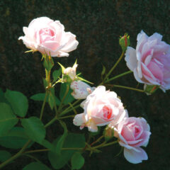 Coverbild Themengrabstätte Rosengarten